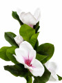 RAMO FLORES BLANCO