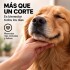 Cortapelo Mascotas con 4 Peines Dorado