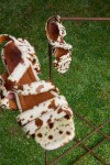 Mini Buckle Sandals Print Chocolate