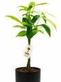 MONEY TREE (PACHIRA AQUATICA)EN MACETA CERAMICA NEGRA