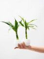 LUCKY BAMBOO LUCKY BAMBOO