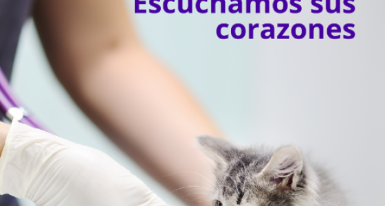 Escuchamos sus corazones
