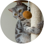 Accesorios y Juguetes