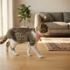 Collar Para Gato Ajustable Reflectivo Con Cascabel ROSA