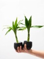 LUCKY BAMBOO LUCKY BAMBOO