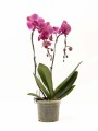 ORQUIDEA VARAS CURVAS ORQUIDEA VARAS CURVAS