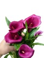 CALAS VIOLETA