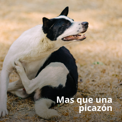 Más que una picazón