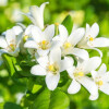 Vela Aromatica de Soja Marchand Jazmin & Gardenia