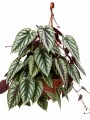 CISSUS JAVANA CISSUS JAVANA