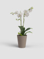 MACETA DE ORQUÍDEA PORTO TAUPE