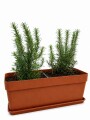 JARDINERA CON ROMEROS TERRACOTA