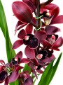 ORQUIDEA CYMBIDIUM ORQUIDEA CYMBIDIUM