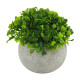 Arbusto Boj Artificial 12X9CM S/C