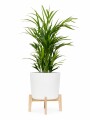 PALMERA ARECA M CON MACETA CERÁMICA Y SOPORTE PALMERA ARECA M CON MACETA CERÁMICA Y SOPORTE