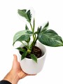 PHILODENDRON WHITE EN MACETA CERAMICA BLANCA
