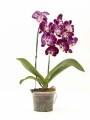 ORQUIDEA VARAS CURVAS ORQUIDEA VARAS CURVAS