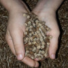 Pellets Eucalyptus Clase A 15 Kg Pellets Eucalyptus Clase A 15 Kg