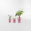 MACETERO FRIDA Rosa - Small