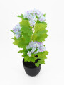 HORTENCIA MACETA PLASTICO VIOLETA