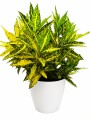 CROTON AMARILLO EN MACETA BLANCA