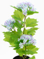 HORTENCIA MACETA PLASTICO VIOLETA