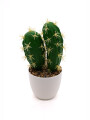 CACTUS VERDE