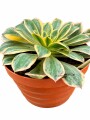 SUCULENTA L AEONIUM AMARILLO SUCULENTA L AEONIUM AMARILLO