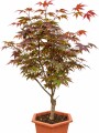BONSAI ACER PALMATUM BONSAI ACER PALMATUM