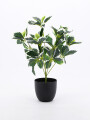 PLANTA TROPICO VERDE (V)
