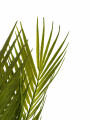 PALMERA VERDE