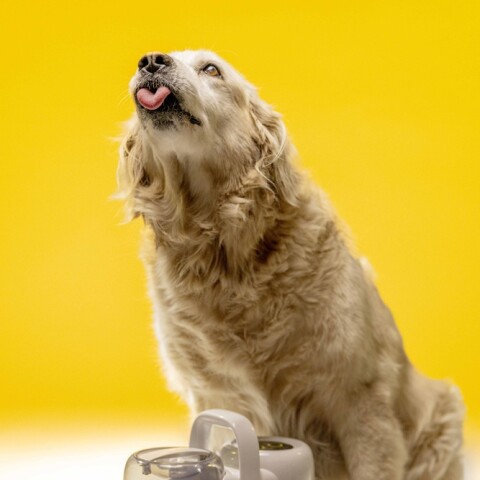 Pet Clean Pet Clean