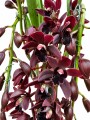 ORQUIDEA CYMBIDIUM PENDULAR ORQUIDEA CYMBIDIUM PENDULAR