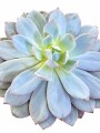 SUCULENTA ECHEVERIA CANTE SUCULENTA ECHEVERIA CANTE