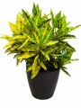 CROTON AMARILLO EN MACETA GRAFITO