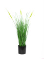 JUNCO VERDE (V)