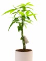MONEY TREE (PACHIRA AQUATICA)EN MACETA CERAMICA ROSA