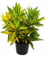 CROTON AMARILLO CROTON AMARILLO