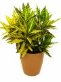 CROTON AMARILLO EN MACETA OCHRE