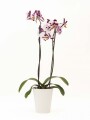 ORQUIDEA CON PORTA MACETA BLANCO
