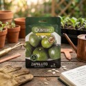 SEMILLA DE ZAPALLITO TASTE GREEN 7 GRAMOS SEMILLA DE ZAPALLITO TASTE GREEN 7 GRAMOS