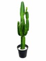 CACTUS EUPHORBIA XL CACTUS EUPHORBIA XL