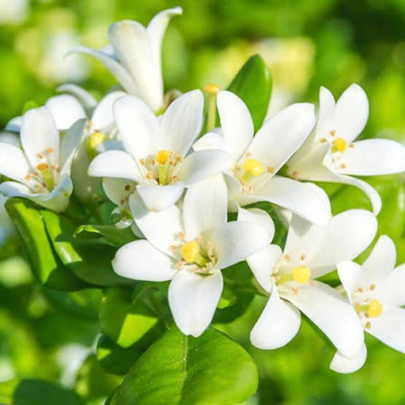 Vela Aromatica de Soja Marchand Jazmin & Gardenia