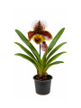 ORQUÍDEA PAPHIOPEDILUM BLANCA