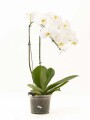 ORQUIDEA VARAS CURVAS ORQUIDEA VARAS CURVAS