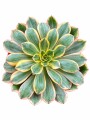 SUCULENTA L AEONIUM AMARILLO SUCULENTA L AEONIUM AMARILLO