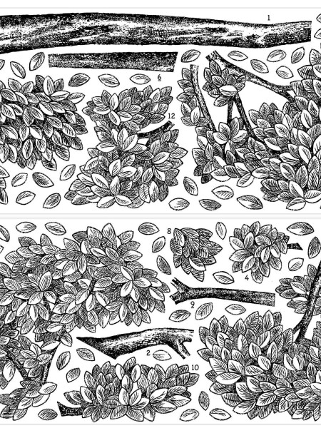 WALLPOPS MULBERRY TREE WALL ART KIT N/A