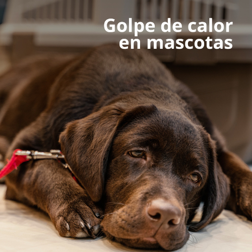 Golpe de calor en mascotas