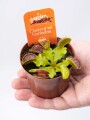 PLANTA INSECTÍVORA DIONAEA ( CARNIVORA ) PLANTA INSECTÍVORA DIONAEA ( CARNIVORA )