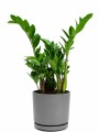 ZAMIOCULCA EN MACETA CERAMICA GRIS OSCURO